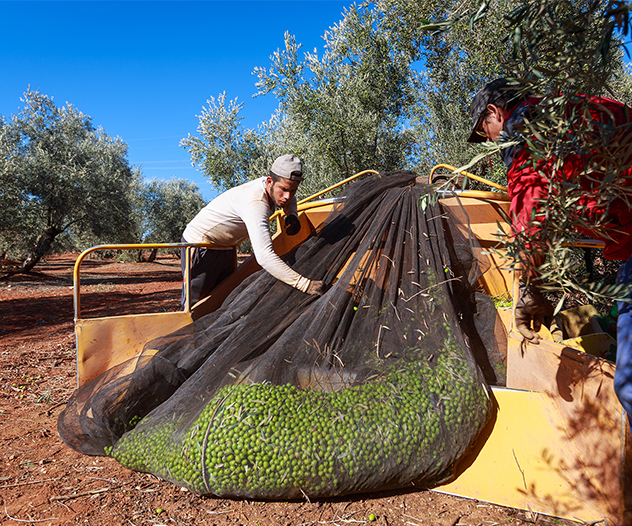 Agrosevilla Olive Harvest